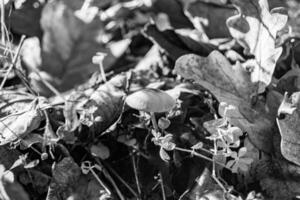 fotografía a tema grande hermosa venenoso seta en bosque en hojas antecedentes foto