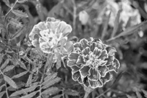 fina flor de caléndula de caléndula de crecimiento silvestre en la pradera de fondo foto