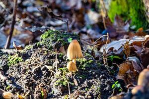 Photography to theme large beautiful poisonous mushroom in forest on leaves background photo