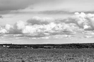 Beautiful horizon scenery in village meadow on color natural background photo