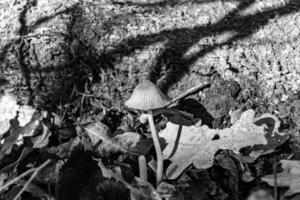 Photography to theme large beautiful poisonous mushroom in forest on leaves background photo