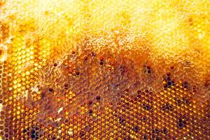 Drop of bee honey drip from hexagonal honeycombs filled with golden nectar photo