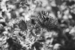 hermosa abeja alada de flores silvestres en el prado de follaje de fondo foto