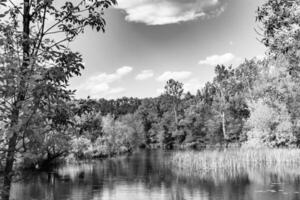 Beautiful grass swamp reed growing on shore reservoir in countryside photo