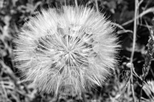 Beautiful wild growing flower seed dandelion on background meadow photo