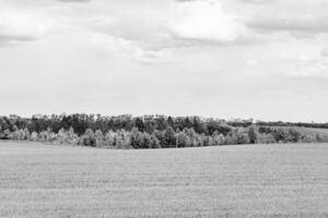 Beautiful horizon scenery in village meadow on color natural background photo