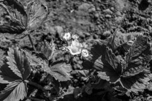 Photography on theme beautiful berry branch strawberry bush with natural leaves photo