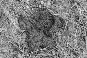 Photography on theme fresh cow dung lies on manure animal farm photo