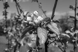 Photography on theme beautiful fruit branch apple tree with natural leaves under clean sky photo