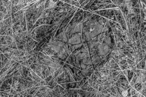 Photography on theme fresh cow dung lies on manure animal farm photo