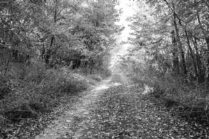 Photography on theme beautiful footpath in wild foliage woodland photo