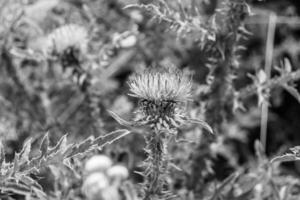 Hermosa flor creciente cardo de raíz de bardana en pradera de fondo foto