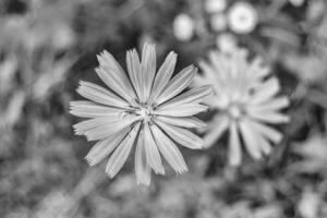 belleza flor silvestre creciente achicoria ordinaria en pradera de fondo foto