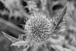 Hermosa flor creciente cardo de raíz de bardana en pradera de fondo foto