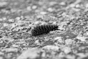 Photography on theme beautiful hairy caterpillar in hurry to turn into butterfly photo