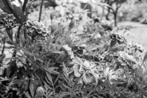 fina flor de caléndula de caléndula de crecimiento silvestre en la pradera de fondo foto