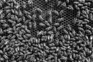 La estructura hexagonal abstracta es un panal de abejas lleno de colmena foto