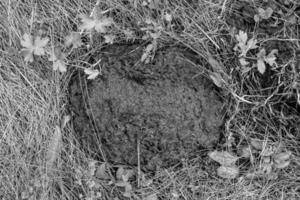Photography on theme fresh cow dung lies on manure animal farm photo