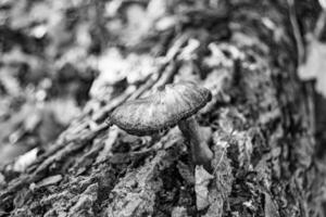 Photography to theme large beautiful poisonous mushroom in forest on leaves background photo