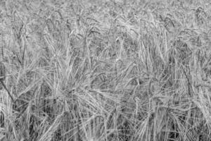 Photography on theme big wheat farm field for organic harvest photo