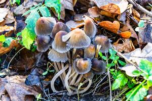 Photography to theme large beautiful poisonous mushroom in forest on leaves background photo