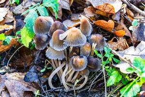 Photography to theme large beautiful poisonous mushroom in forest on leaves background photo