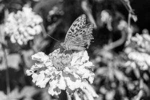 hermosa flor mariposa monarca en pradera de fondo foto