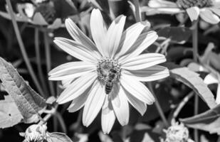 Beautiful wild flower winged bee on background foliage meadow photo