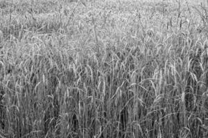 Photography on theme big wheat farm field for organic harvest photo