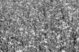 fotografía sobre el tema mostaza de flores silvestres finas en la pradera de fondo foto