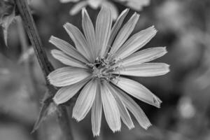 belleza flor silvestre creciente achicoria ordinaria en pradera de fondo foto