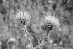 Hermosa flor creciente cardo de raíz de bardana en pradera de fondo foto