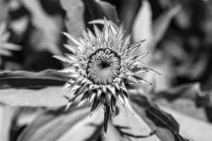 fina flor silvestre creciente aster falso girasol en pradera de fondo foto