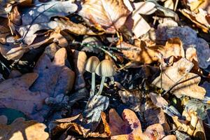 Photography to theme large beautiful poisonous mushroom in forest on leaves background photo