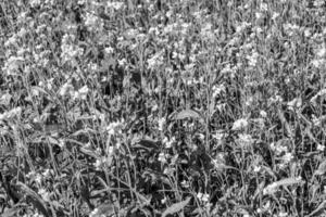 fotografía sobre el tema mostaza de flores silvestres finas en la pradera de fondo foto