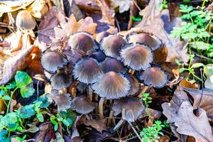 Photography to theme large beautiful poisonous mushroom in forest on leaves background photo