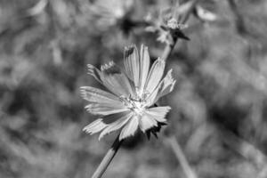 belleza flor silvestre creciente achicoria ordinaria en pradera de fondo foto