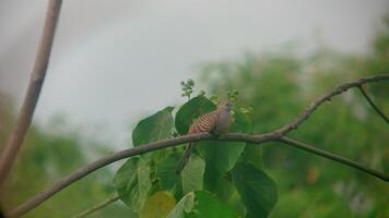 wild turtle dove or geopelia striata in the tree video