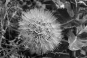 Beautiful wild growing flower seed dandelion on background meadow photo