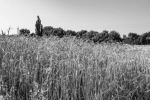 Photography on theme big wheat farm field for organic harvest photo