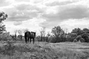 Beautiful wild brown horse stallion on summer flower meadow photo