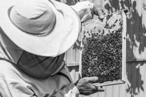 Winged bee slowly flies to beekeeper collect nectar on private apiary photo