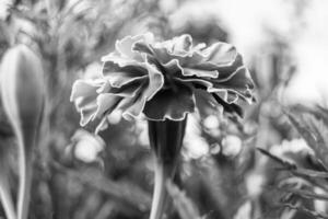 fina flor de caléndula de caléndula de crecimiento silvestre en la pradera de fondo foto