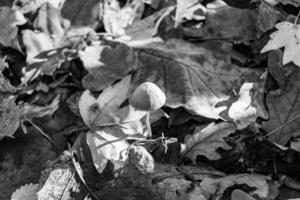 Photography to theme large beautiful poisonous mushroom in forest on leaves background photo