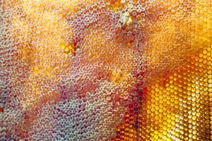 Drop of bee honey drip from hexagonal honeycombs filled with golden nectar photo