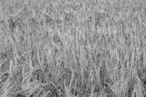 Photography on theme big wheat farm field for organic harvest photo