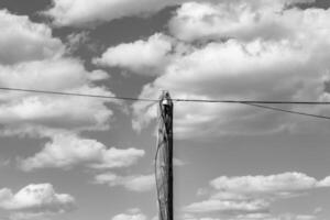 Power electric pole with line wire on light background close up photo