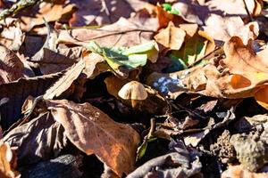 fotografía a tema grande hermosa venenoso seta en bosque en hojas antecedentes foto