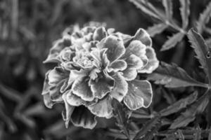 fina flor de caléndula de caléndula de crecimiento silvestre en la pradera de fondo foto