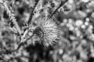 Hermosa flor creciente cardo de raíz de bardana en pradera de fondo foto